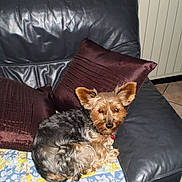 Chippie a rejoint le concours — aidez-le/la à gagner de superbes lots !