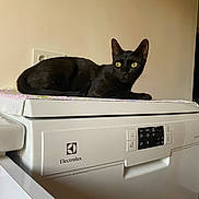 Zyp a rejoint le concours — aidez-le/la à gagner de superbes lots ! animal, appliance, black_cat, cat, clean, curious, domestic_cat, ears, electrolux, feline, fur, household, indoor, pet, quiet, relaxed, resting, side_view, still_life, yellow_eyes