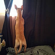 Tinkerbell is registered to the contest to win money with this photo: dog, bed, curtains, window, indoor, pet, animal, brown_dog, standing, looking_out, furniture, blanket, light, shadow, tail, ears, fabric, cozy, home, resting_place