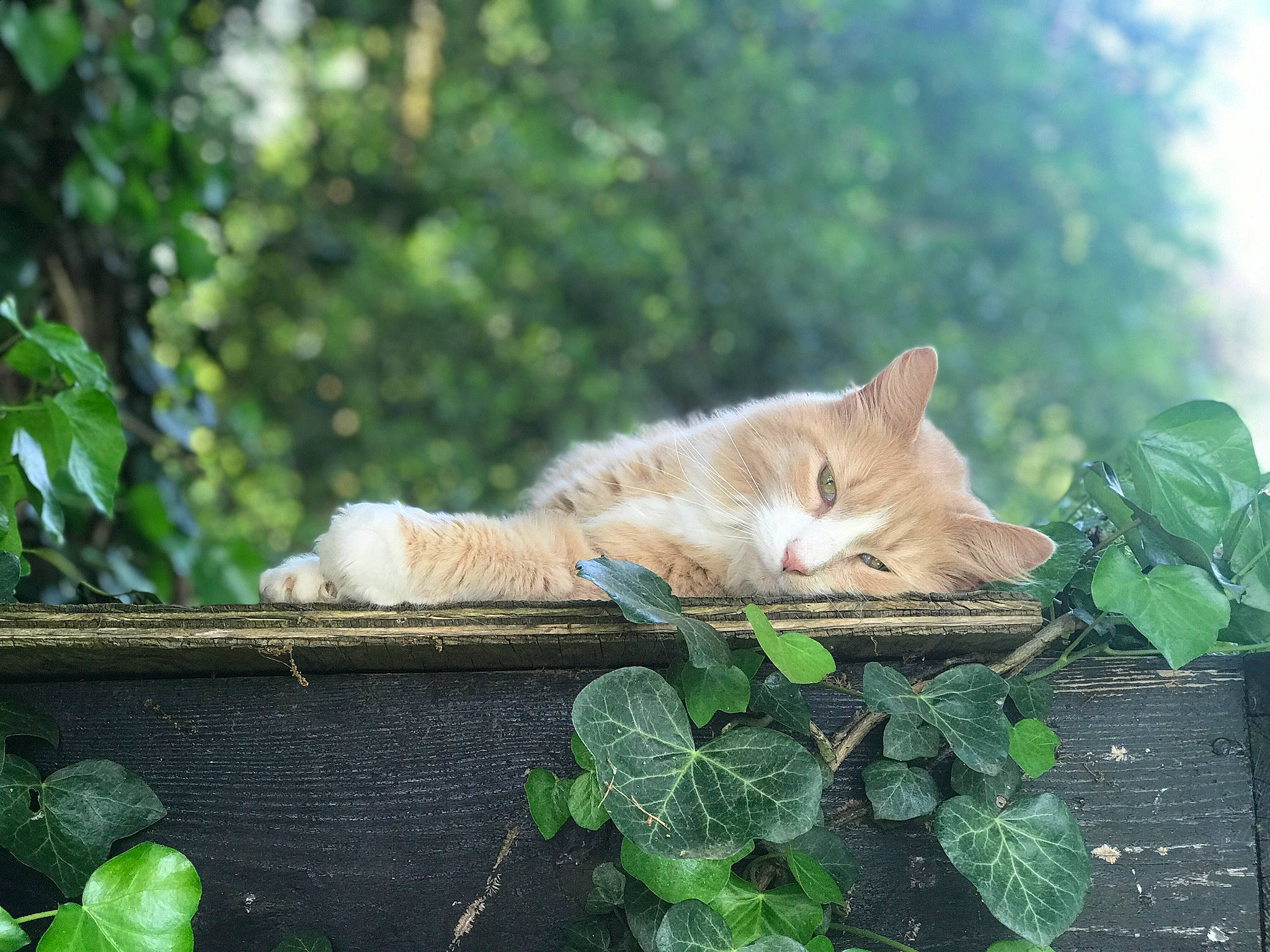 Keith joined the competition — help win amazing prizes! art, carnivore, cat, domestic_short_haired_cat, fawn, felidae, fur, grass, leaf, plant, sitting, small_to_medium_sized_cats, snout, tail, tree, trunk, twig, whiskers, wildlife, wood