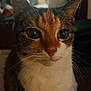Ella joined the competition — help win amazing prizes! animal, blurred_background, calm, cat, close_up, cozy, curious, cute, domestic, ears, eyes, face, feline, fur, indoor, pet, portrait, sitting, soft_light, whiskers