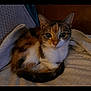 animal, blanket, calico_cat, cat, closeup, companion, cozy, curious, cute, domestic_animal, feline, fur, indoor, pet, relaxed, resting, soft, tail, warm_lighting, whiskers