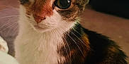 Ella is registered to the contest to win money with this photo: animal, calico_cat, cat, close_up, cozy, curious, cute, domestic_cat, ears, eyes, face, feline, fur, indoor, mammal, pet, portrait, sitting, soft_light, whiskers