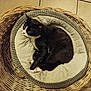 animal, black_and_white_cat, cat, comfort, cozy, domestic_cat, feline, floor_tiles, home, indoor, peaceful, pet, pet_bed, plush_cushion, quiet, relaxation, resting, round_basket, sleeping_cat, wicker_basket