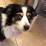 Hémy a rejoint le concours — aidez-le/la à gagner de superbes lots ! dog, indoor, floor, tile, fur, pet, animal, black, white, brown, face, ears, eyes, curious, closeup, legs, chair, pattern, furniture, domestic
