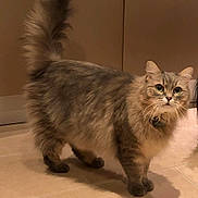 Malo participe au concours pour gagner de l'argent avec cette photo : cat, fluffy, indoor, curious, wide_eyes, tail_up, feline, pet, animal, floor, tile, whiskers, domestic_cat, fur, cute, standing, looking, mammal, companion, alert