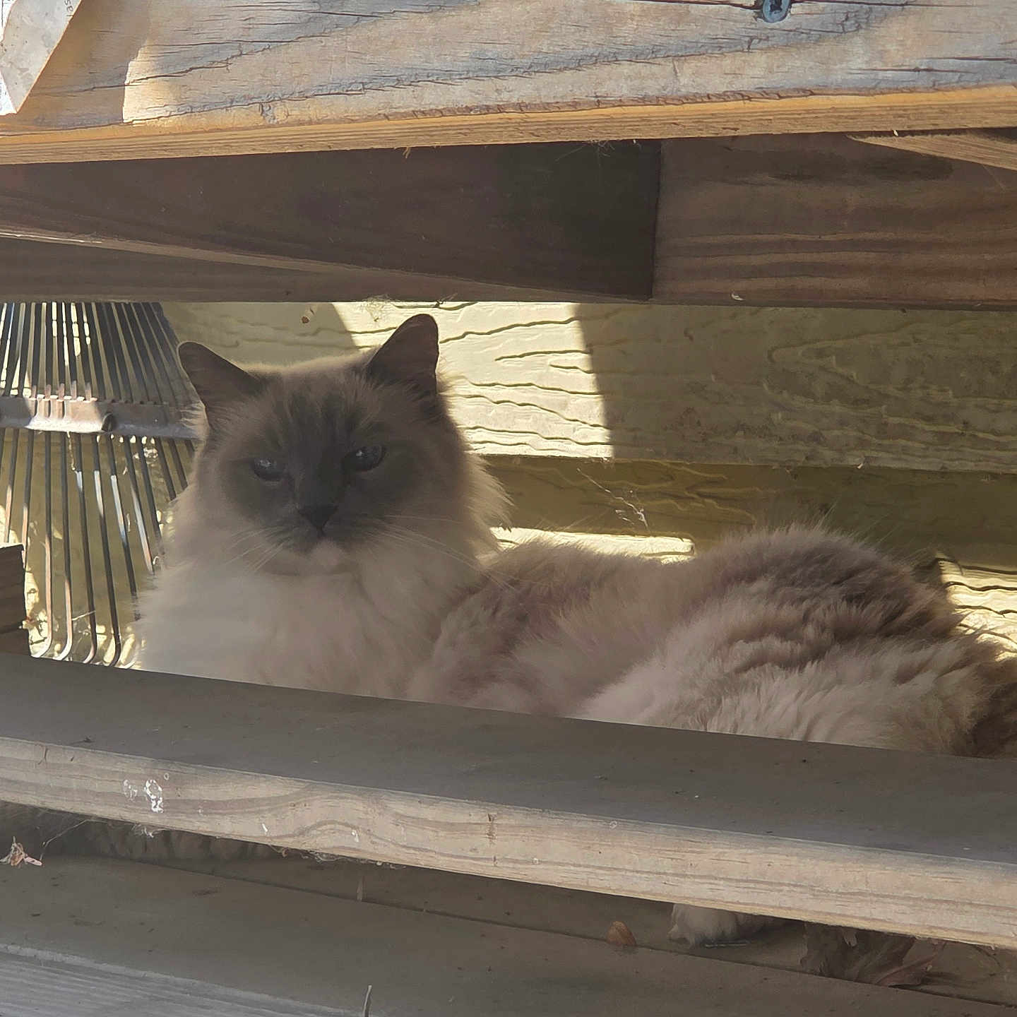 Zander is registered to the contest to win money with this photo: animal, calm, cat, curious, daylight, feline, fluffy, fur, hidden, nature, outdoor, pet, quiet, relaxed, resting, shadow, shelter, sunlight, texture, wood