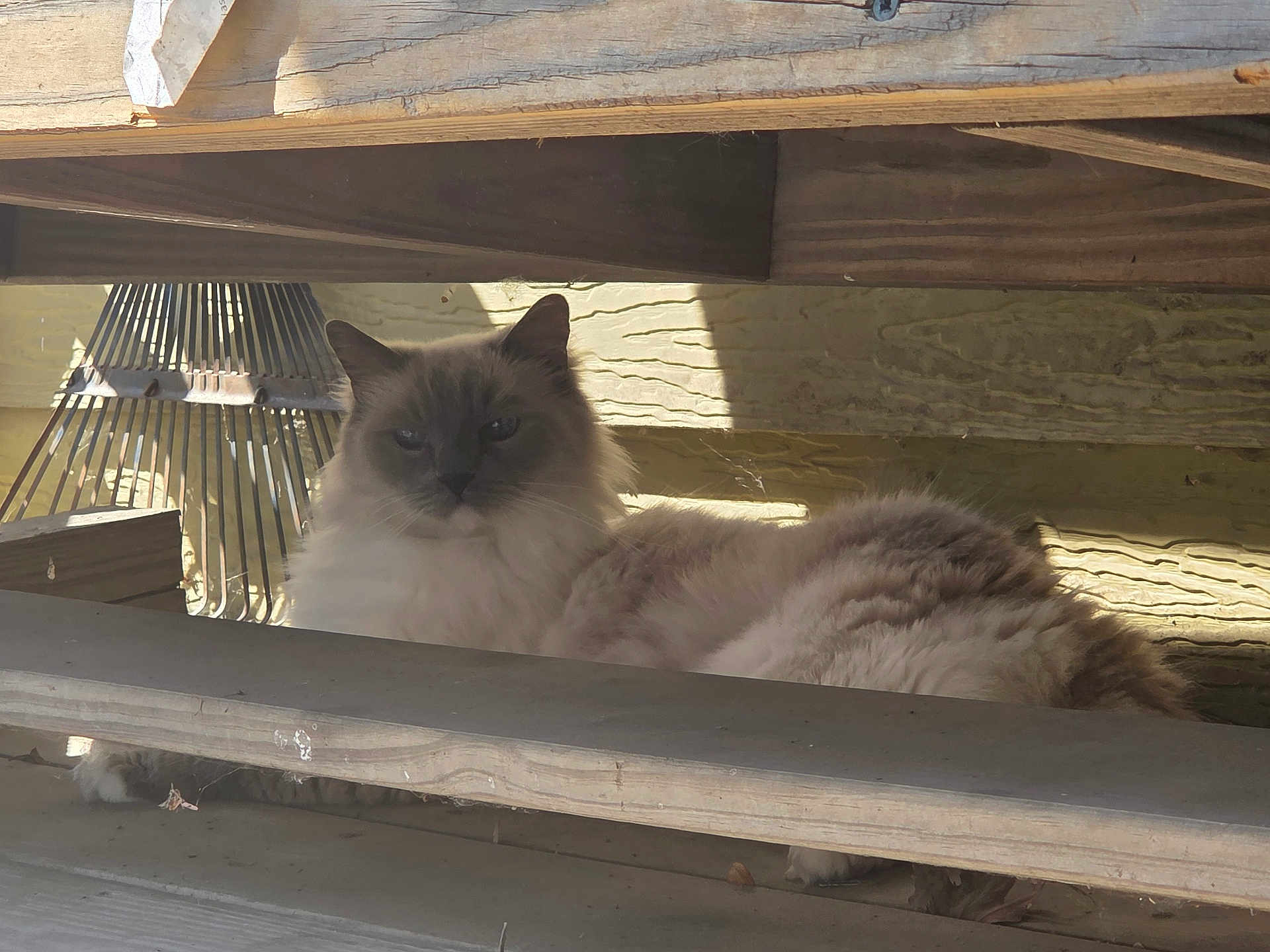 Zander is registered to the contest to win money with this photo: cat, fluffy, wood, shadow, sunlight, outdoor, animal, pet, resting, hidden, feline, fur, quiet, daylight, nature, relaxed, shelter, texture, calm, curious
