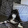 cat, black_and_white, fluffy, couch, pillows, blanket, relaxed, indoor, pet, feline, sitting, comfort, cozy, fur, whiskers, yellow_eyes, home, resting, patterned_pillow, casual_pose