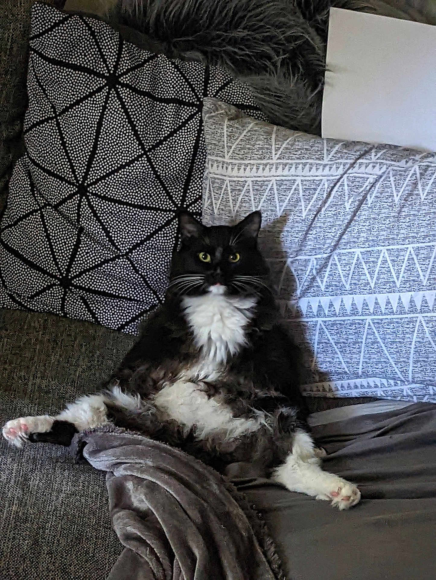 Maximus joined the competition — help win amazing prizes! cat, black_and_white, fluffy, couch, pillows, blanket, relaxed, indoor, pet, feline, sitting, comfort, cozy, fur, whiskers, yellow_eyes, home, resting, patterned_pillow, casual_pose