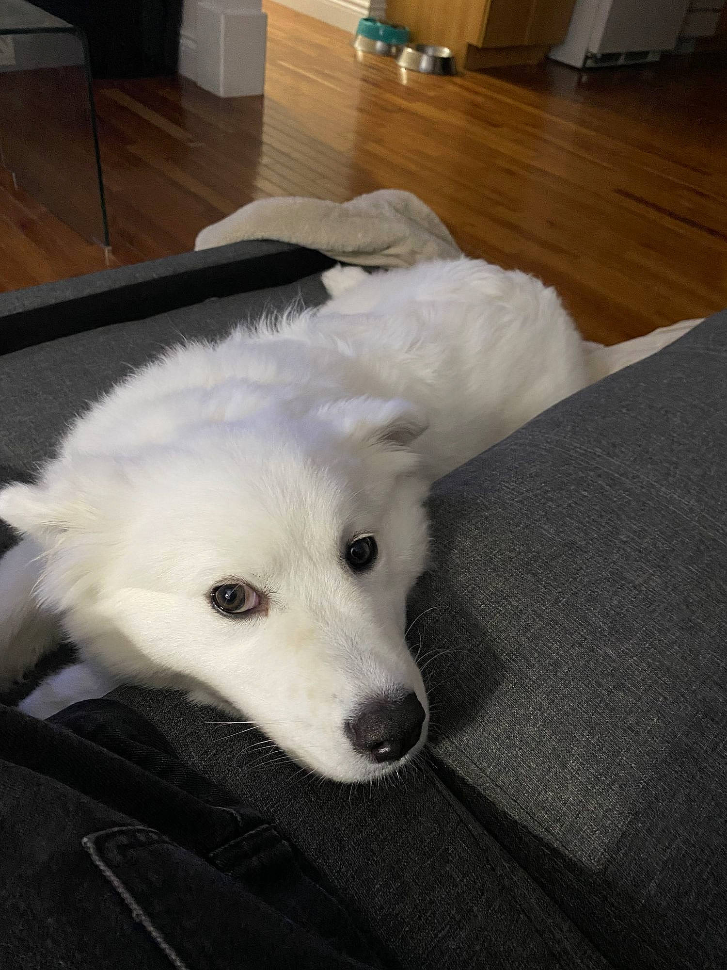 Laska is registered to the contest to win money with this photo: canidae, carnivore, comfort, companion_dog, dog, dog_breed, floor, flooring, fur, hardwood, livestock_guardian_dog, maremma_sheepdog, non_sporting_group, room, snout, sporting_group, volpino_italiano, wood, working_animal, working_dog