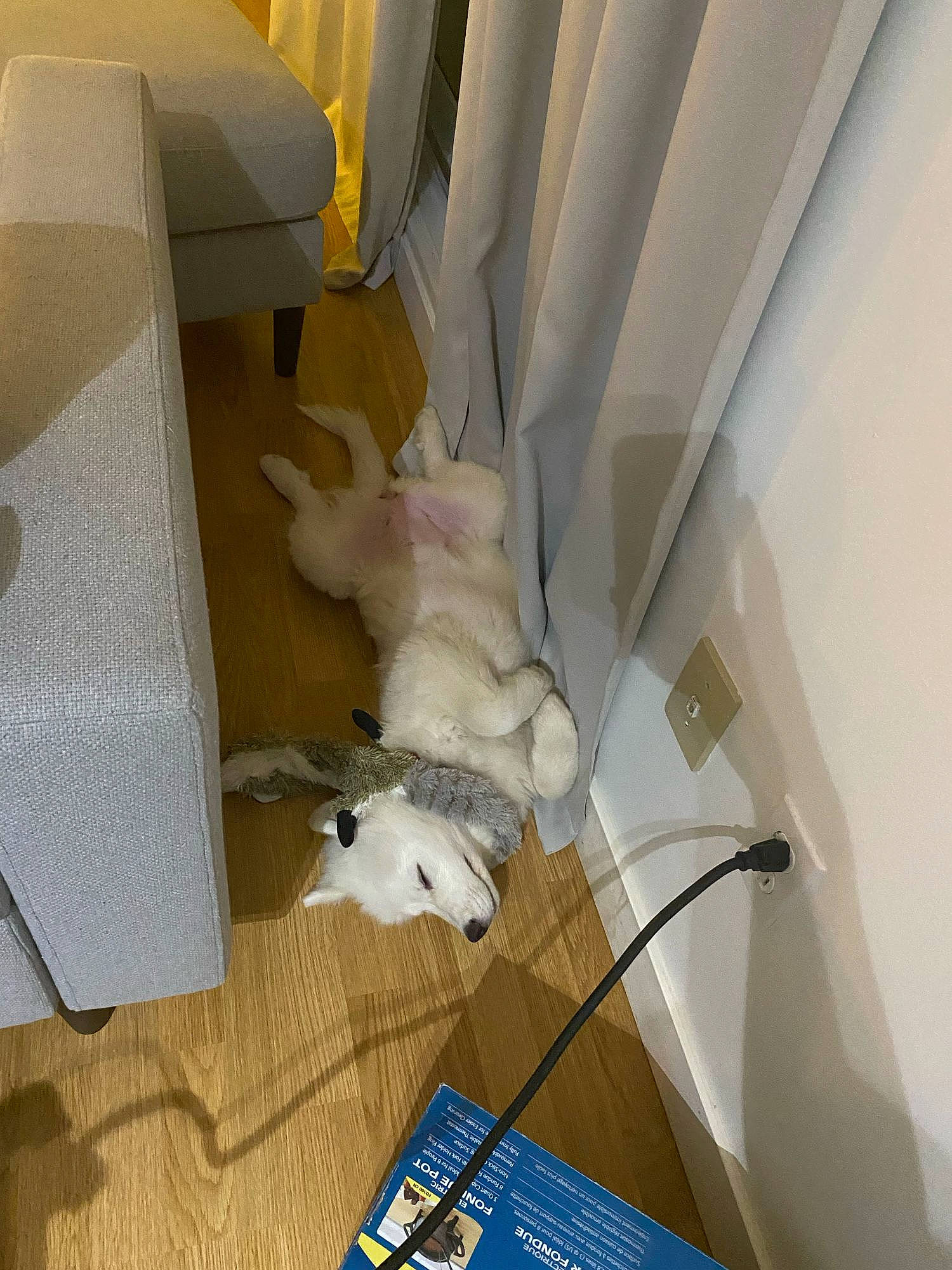 Laska joined the competition — help win amazing prizes! ceiling, comfort, dog, electrical_wiring, flooring, hardwood, interior_design, paper_product, plywood, room, tail, tile, vehicle_door, wing, wire, wood, wood_flooring