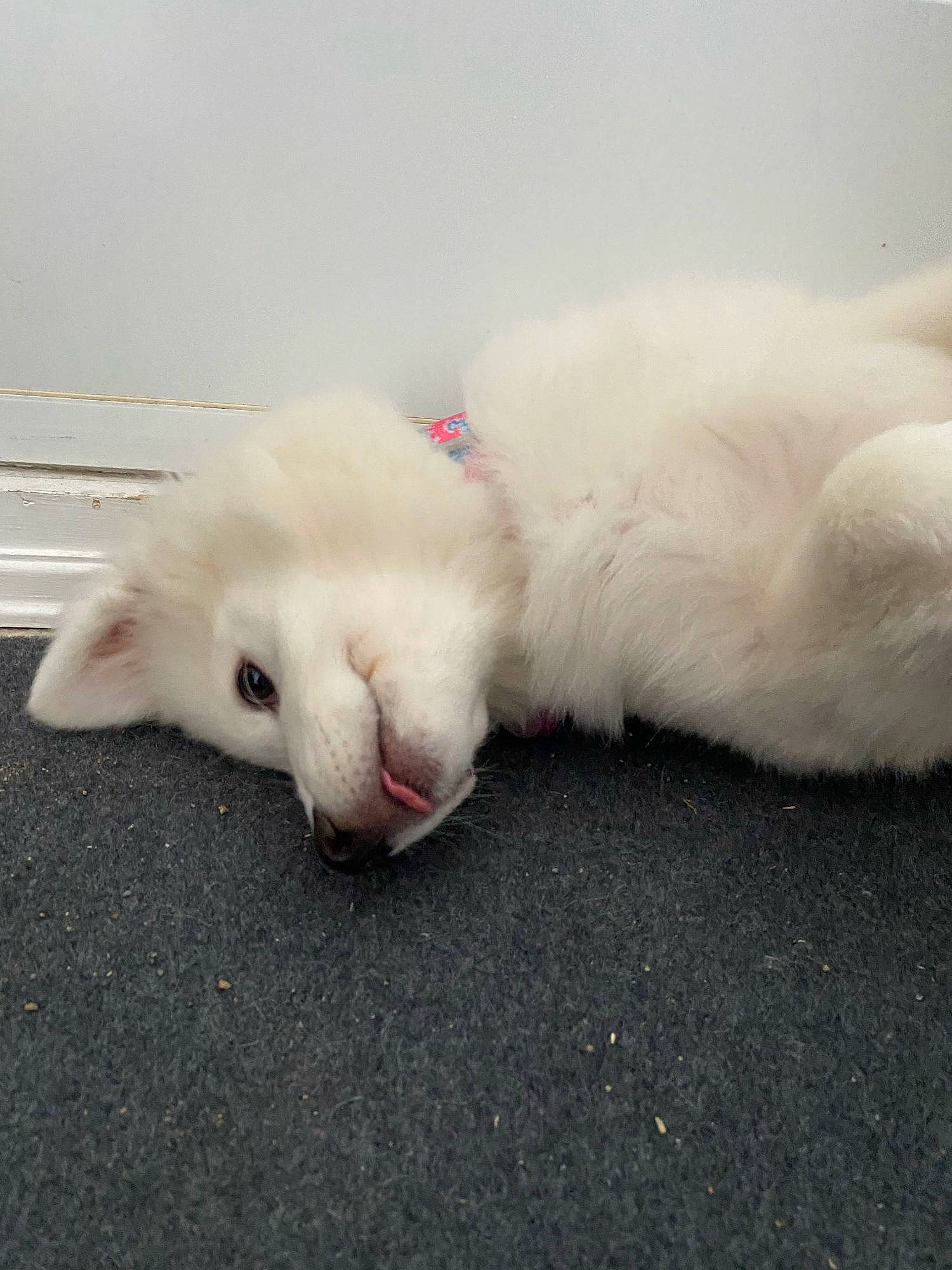 Laska is registered to the contest to win money with this photo: canidae, carnivore, cat, claw, comfort, companion_dog, dog_breed, domestic_short_haired_cat, fawn, felidae, foot, fur, nap, paw, small_to_medium_sized_cats, tail, terrestrial_animal, whiskers