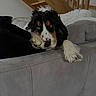 dog, couch, paw, resting, indoors, staircase, blanket, fur, black, white, brown, pet, lazy, cozy, living_room, relaxation, home, animal, face, sleepy