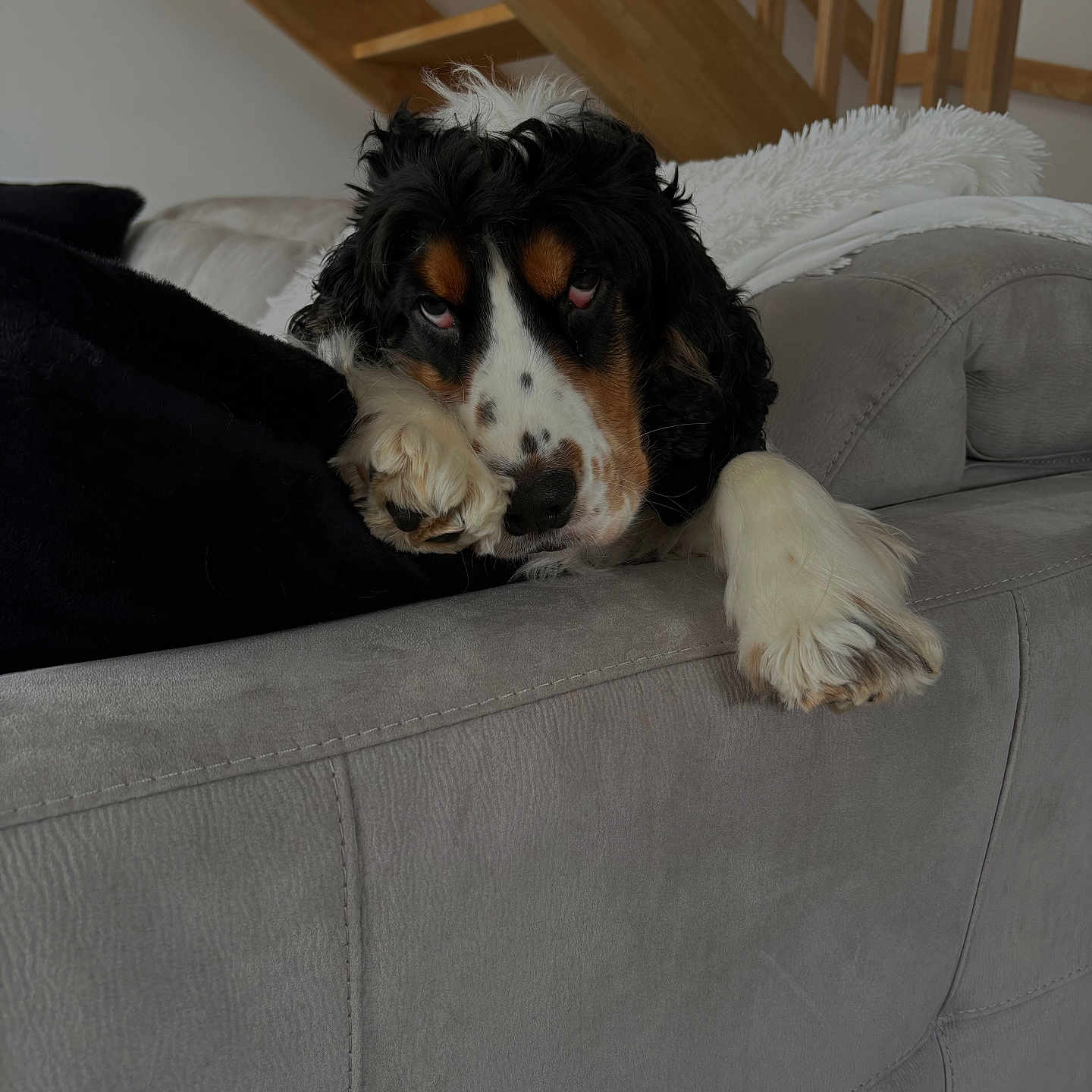 Uston a rejoint le concours — aidez-le/la à gagner de superbes lots ! animal, black, blanket, brown, couch, cozy, dog, face, fur, home, indoors, lazy, living_room, paw, pet, relaxation, resting, sleepy, staircase, white