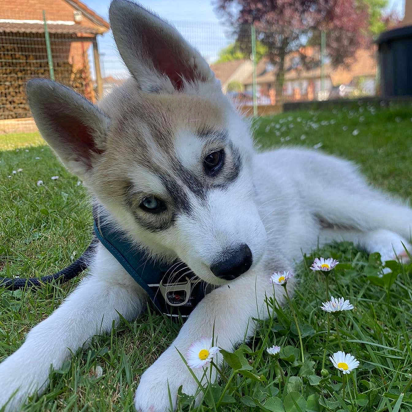 Aros a rejoint le concours — aidez-le/la à gagner de superbes lots ! animal, blue_harness, brown_fur, daisies, dog, ears, grass, house, husky, leash, mixed_color_eyes, nature, nose, outdoor, pet, puppy, suburban, sunny, tree, white_fur