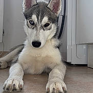 Aros participe au concours pour gagner de l'argent avec cette photo : animal, appliance, canine, curious, dog, ears, floor, fur, gray, heterochromia, husky, indoor, kitchen, lying, paws, pet, puppy, tile, white, young