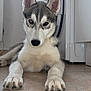 animal, appliance, canine, curious, dog, ears, floor, fur, gray, heterochromia, husky, indoor, kitchen, lying, paws, pet, puppy, tile, white, young