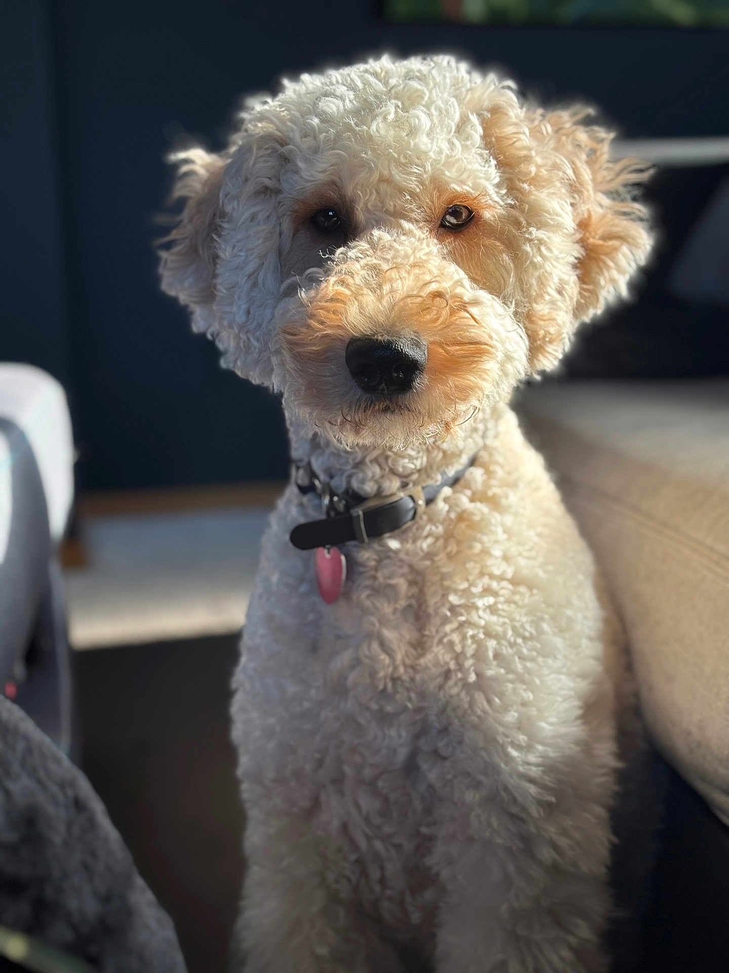 Nike Blu is registered to the contest to win money with this photo: dog, curly_fur, indoor, pet, collar, portrait, brown_eyes, close_up, sitting, soft_light, furry, cute, animal, domestic_animal, companion, watchful, cozy, shadow, background_blur, warm_light