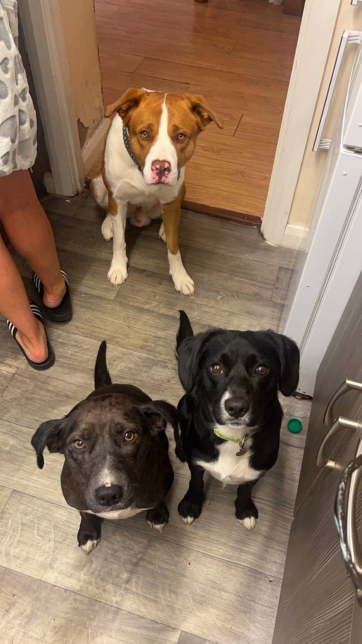 Kobe is registered to the contest to win money with this photo: borador, canidae, carnivore, collar, companion_dog, dog, dog_breed, dog_collar, door, fawn, floor, flooring, fur, hardwood, sandal, shorts, snout, sporting_group, tail, working_animal