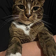 Tigger is registered to the contest to win money with this photo: cat, tabby_cat, pet, whiskers, bell, collar, paws, human_arm, closeup, portrait, indoor, fur, green_eyes, nose, being_held, sitting, cozy, domestic_animal, face, muzzle