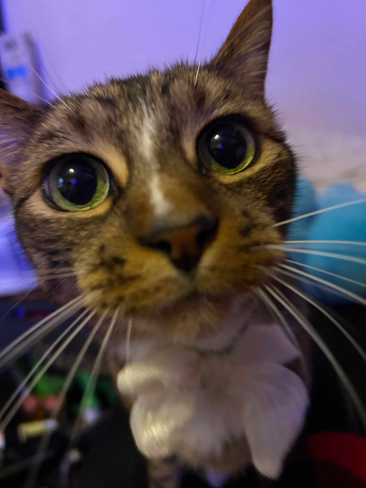 Tigger joined the competition — help win amazing prizes! cat, tabby, close_up, big_eyes, whiskers, nose, paws, fur, pet, portrait, indoor, curious, cute, macro, face, domestic_animal, blurred_background, purple_lighting, closeup_photography, attention_seeking