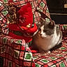 Patch joined the competition — help win amazing prizes! animal, cat, chair, christmas, cozy, decoration, fabric, focused, furniture, gray_and_white, green, holiday, home, indoor, patchwork, pet, portrait, red, sitting, whiskers