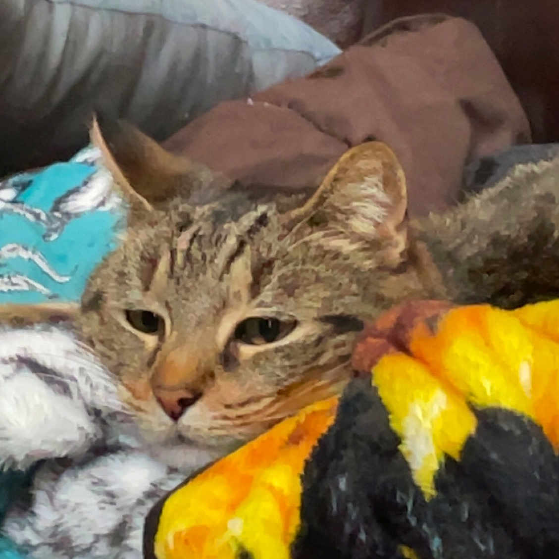 Kitten is registered to the contest to win money with this photo: calabaza, carnivore, cat, claw, comfort, comfort_food, cucurbita, domestic_short_haired_cat, felidae, fur, gourd, linens, pumpkin, small_to_medium_sized_cats, tail, terrestrial_animal, vegetable, whiskers, wildlife, winter_squash