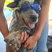 Vasko a rejoint le concours — aidez-le/la à gagner de superbes lots ! casual_clothing, denim_shorts, dog, floor, fur, goggles, green_top, happy, holding, indoor, legs, natural_light, paw, person, pet, playful, smiling, swim_goggles, table, tongue_out