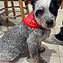 Vasko participe au concours pour gagner de l'argent avec cette photo : animal, bandana, cute, dog, domestic_animal, ears, face, floor, footwear, fur, home, indoor, looking, pet, puppy, red_bandana, sitting, tile_floor, wooden_stool, young_dog