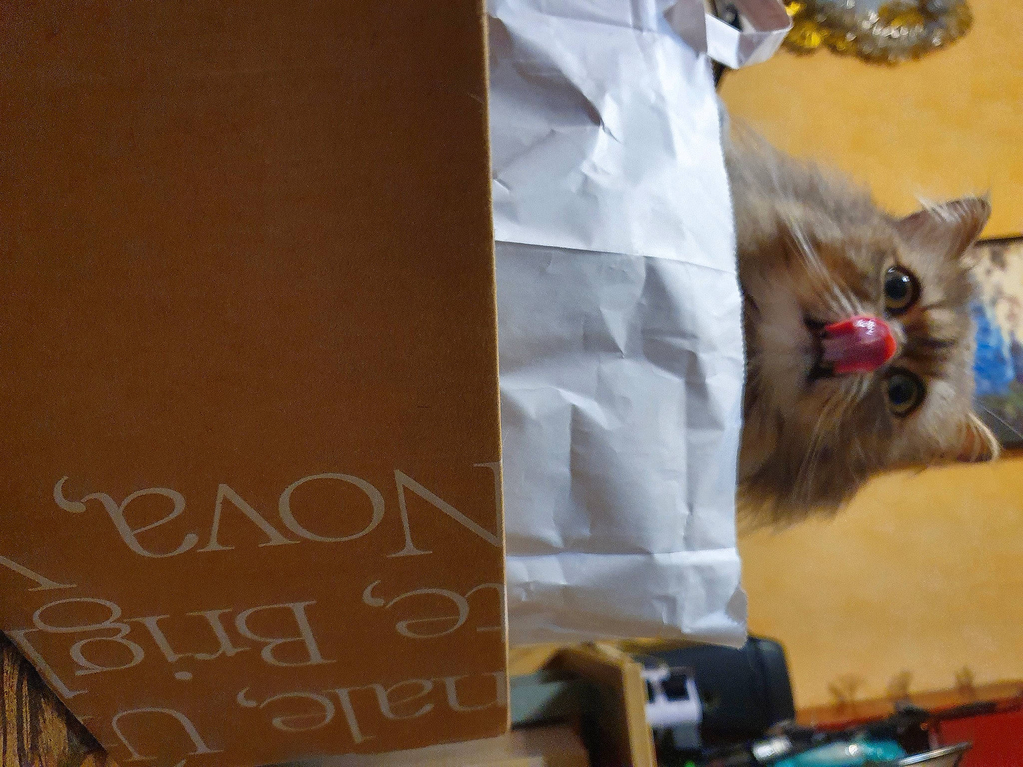Minou Minou a rejoint le concours — aidez-le/la à gagner de superbes lots ! bag, box, british_longhair, cardboard, carnivore, cat, domestic_short_haired_cat, fawn, felidae, font, fur, handwriting, office_supplies, paper_bag, paper_product, room, small_to_medium_sized_cats, tail, whiskers, wood