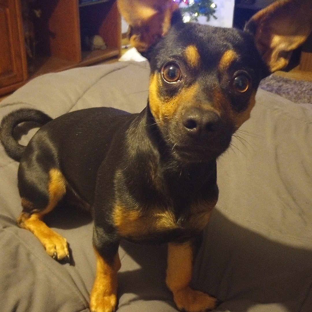 Skitso is registered to the contest to win money with this photo: animal, bedspread, black_and_tan, brown_eyes, cabinets, christmas_tree, cozy, curious, decor, dog, ears, holiday, home, indoor, lights, pet, sitting, small_dog, tail, wooden_furniture