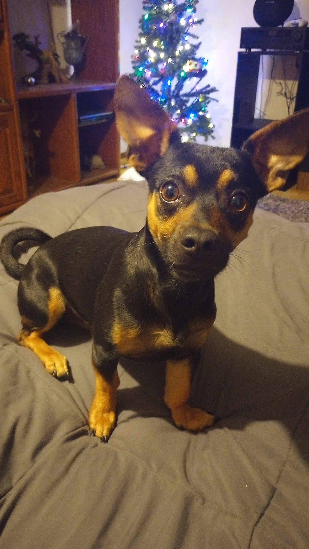 Skitso is registered to the contest to win money with this photo: dog, small_dog, black_and_tan, bedspread, indoor, christmas_tree, lights, wooden_furniture, cozy, pet, animal, ears, curious, brown_eyes, tail, cabinets, sitting, home, decor, holiday