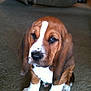 puppy, basset_hound, dog, pet, indoor, carpet, brown, white, floppy_ears, cute, animal, young, sitting, portrait, canine, fur, paw, expression, domestic_animal, companion