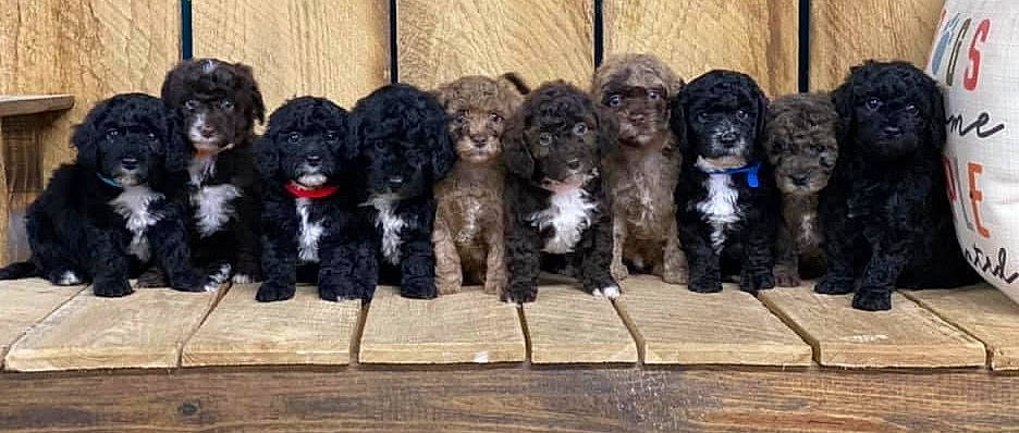 Puppies is registered to the contest to win money with this photo: automotive_tire, canidae, carnivore, companion_dog, dog, dog_breed, fur, liver, snout, spaniel, sporting_group, tail, terrier, toy_dog, vertebrate, water_dog, wood, working_animal, working_dog, yorkipoo