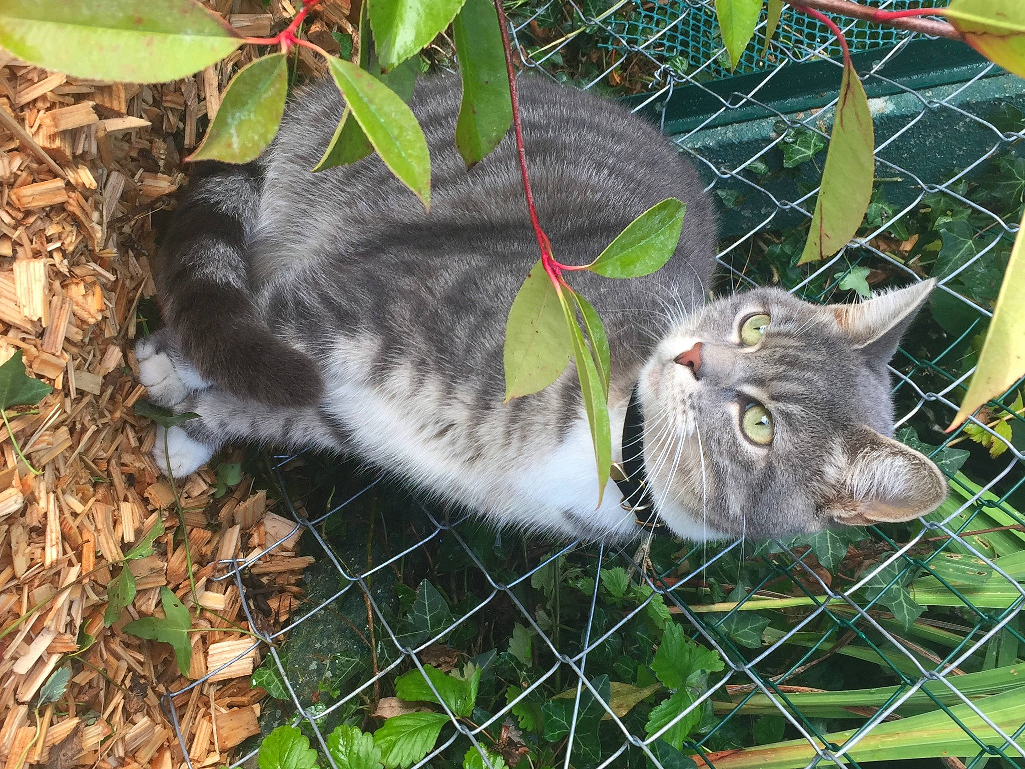 Kedi participe au concours pour gagner de l'argent avec cette photo : carnivore, cat, domestic_short_haired_cat, felidae, fence, fur, grass, groundcover, mammal, mesh, plant, small_to_medium_sized_cats, snout, tail, terrestrial_animal, tree, twig, whiskers, wildlife, wire_fencing