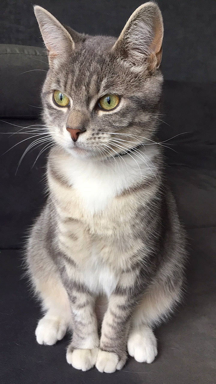 Kedi a rejoint le concours — aidez-le/la à gagner de superbes lots ! carnivore, cat, claw, curious, domestic_short_haired_cat, felidae, fur, iris, paw, small_to_medium_sized_cats, snout, tail, terrestrial_animal, whiskers, window