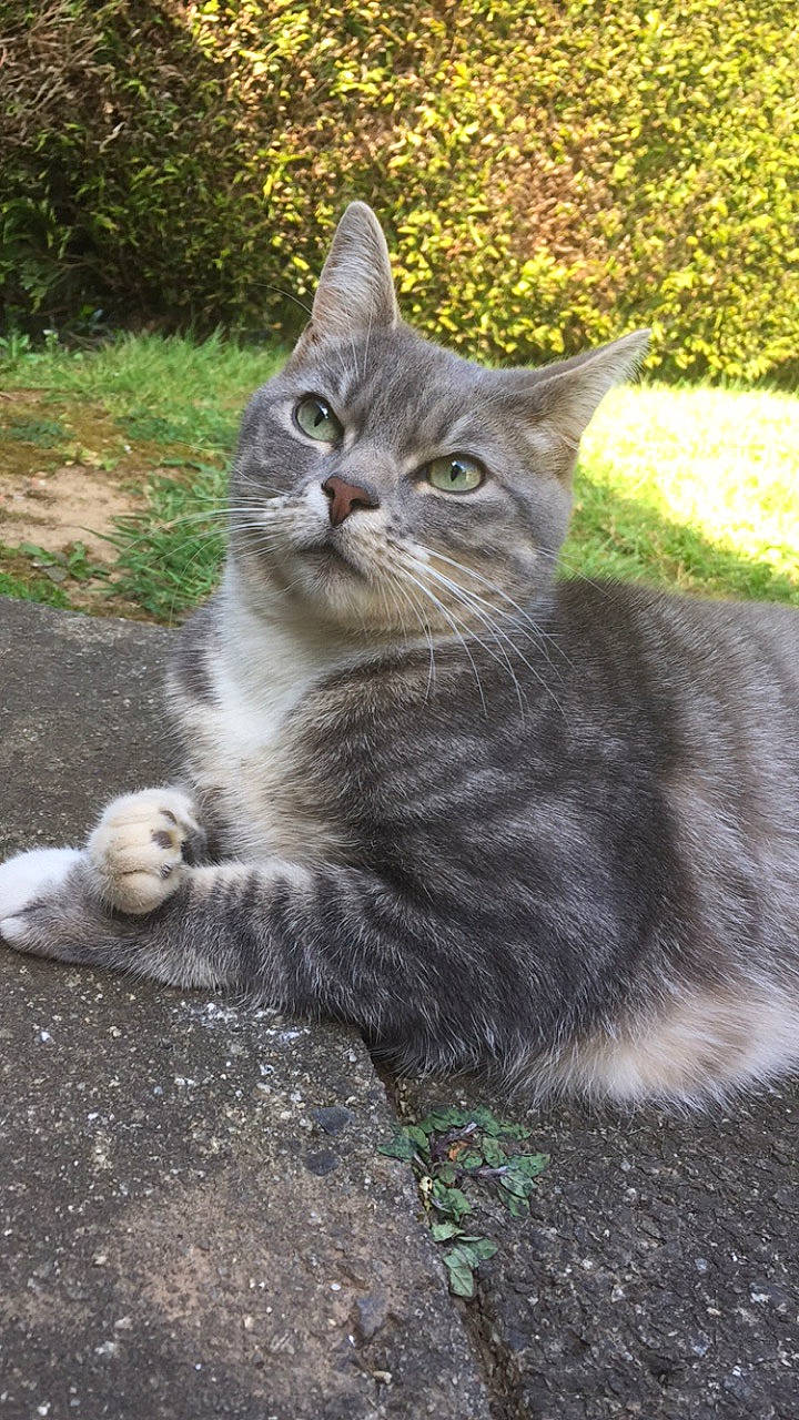 Kedi a rejoint le concours — aidez-le/la à gagner de superbes lots ! carnivore, cat, domestic_short_haired_cat, felidae, fur, grass, grey, groundcover, paw, plant, sitting, small_to_medium_sized_cats, snout, soil, tail, terrestrial_animal, tree, whiskers, wildlife, window