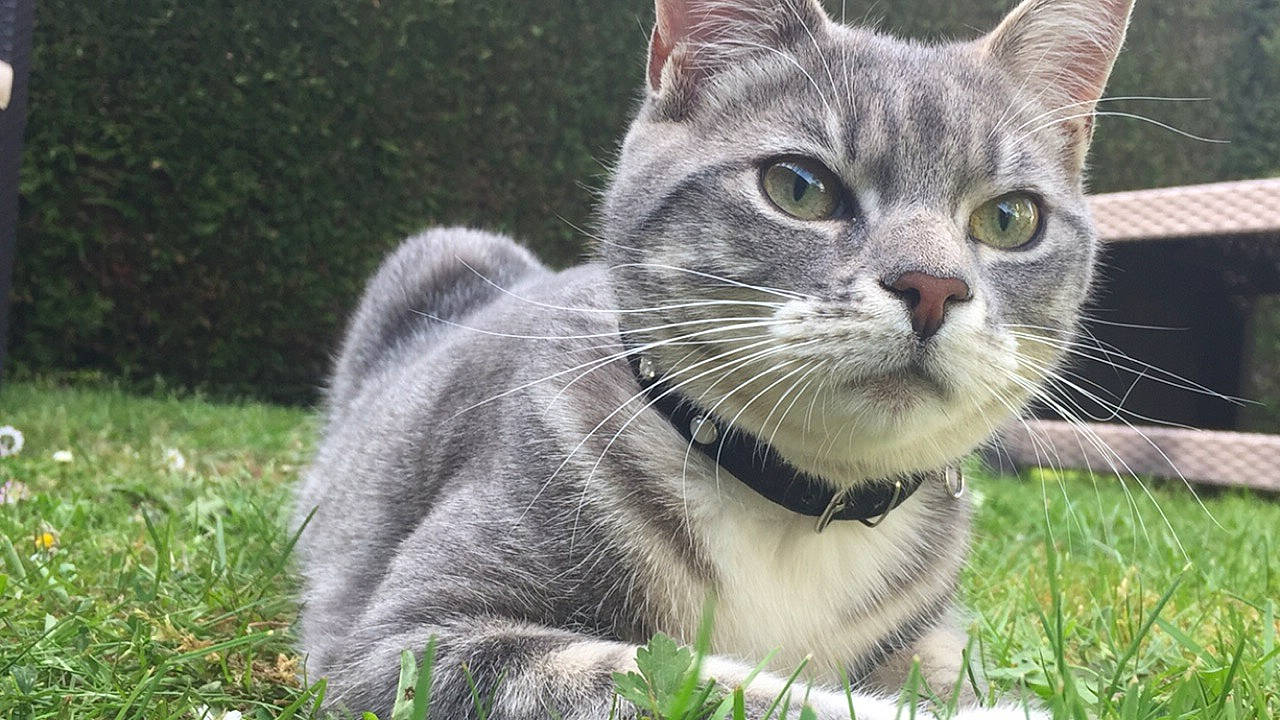 Kedi a rejoint le concours — aidez-le/la à gagner de superbes lots ! carnivore, cat, collar, domestic_short_haired_cat, eye, fang, felidae, fur, grass, groundcover, plant, small_to_medium_sized_cats, snout, tail, terrestrial_animal, tree, whiskers, wildlife, window