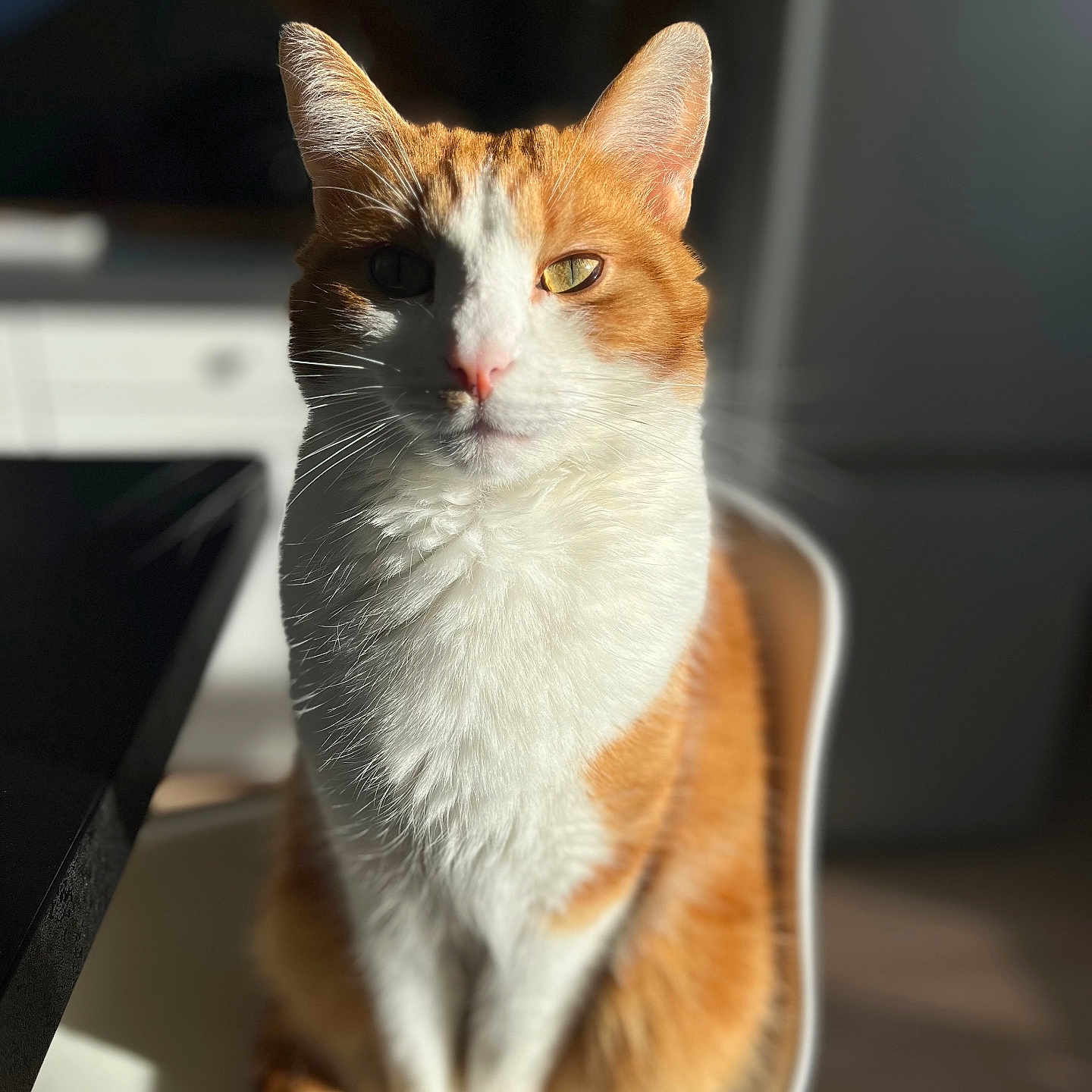 Teemo
