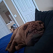 Wrinkles is registered to the contest to win money with this photo: bed, bedroom, blanket, close_up, cozy, dog, domestic_animal, fur, home, indoor, muzzle, paws, pet, pillow, relaxed, resting, shar_pei, sleeping, sleeping_dog, wrinkled_skin
