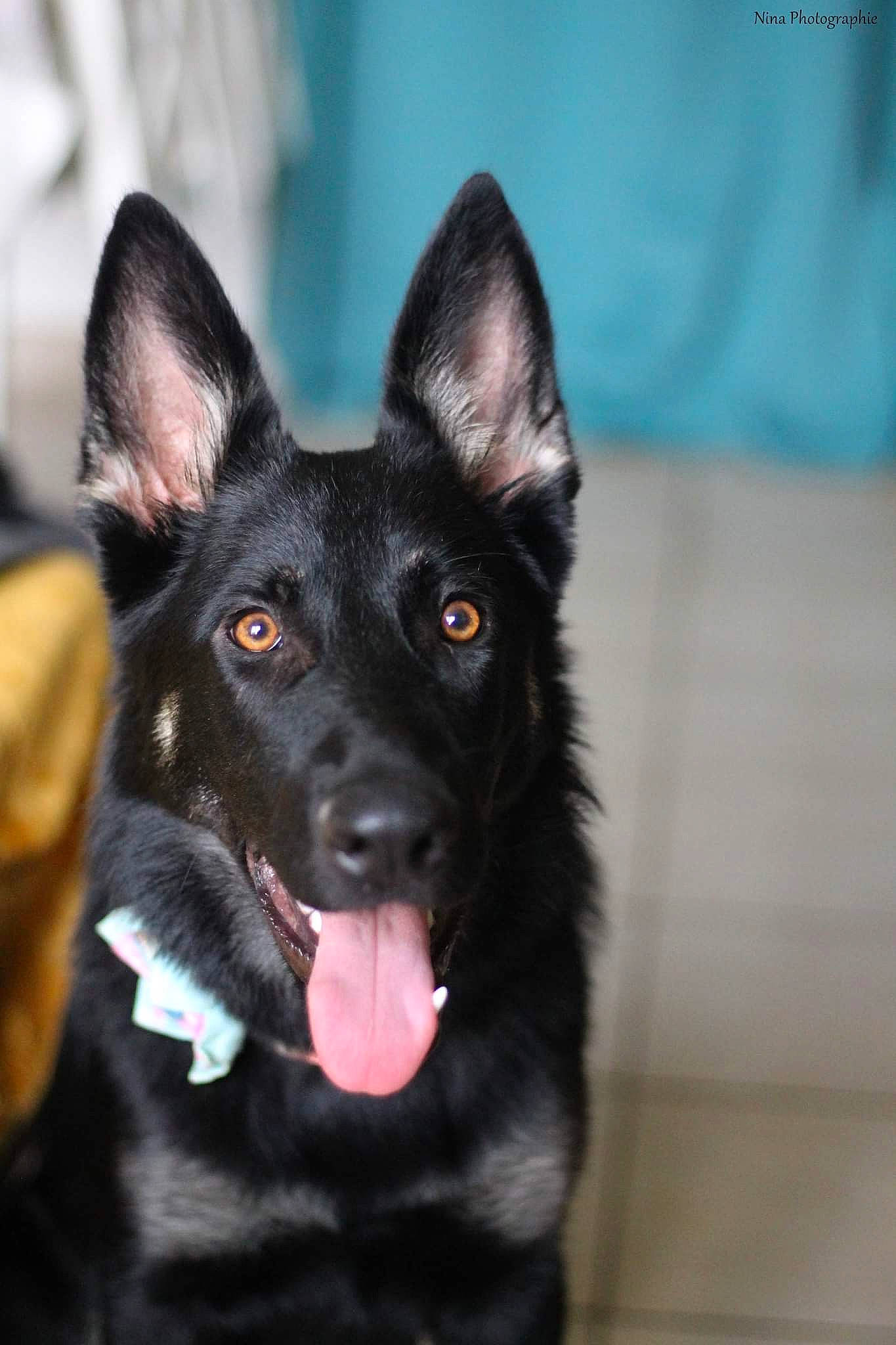 Saphira a rejoint le concours — aidez-le/la à gagner de superbes lots ! canidae, carnivore, collar, companion_dog, dog, dog_breed, electric_blue, fur, guard_dog, herding_dog, non_sporting_group, snout, sporting_group, whiskers, working_animal, working_dog