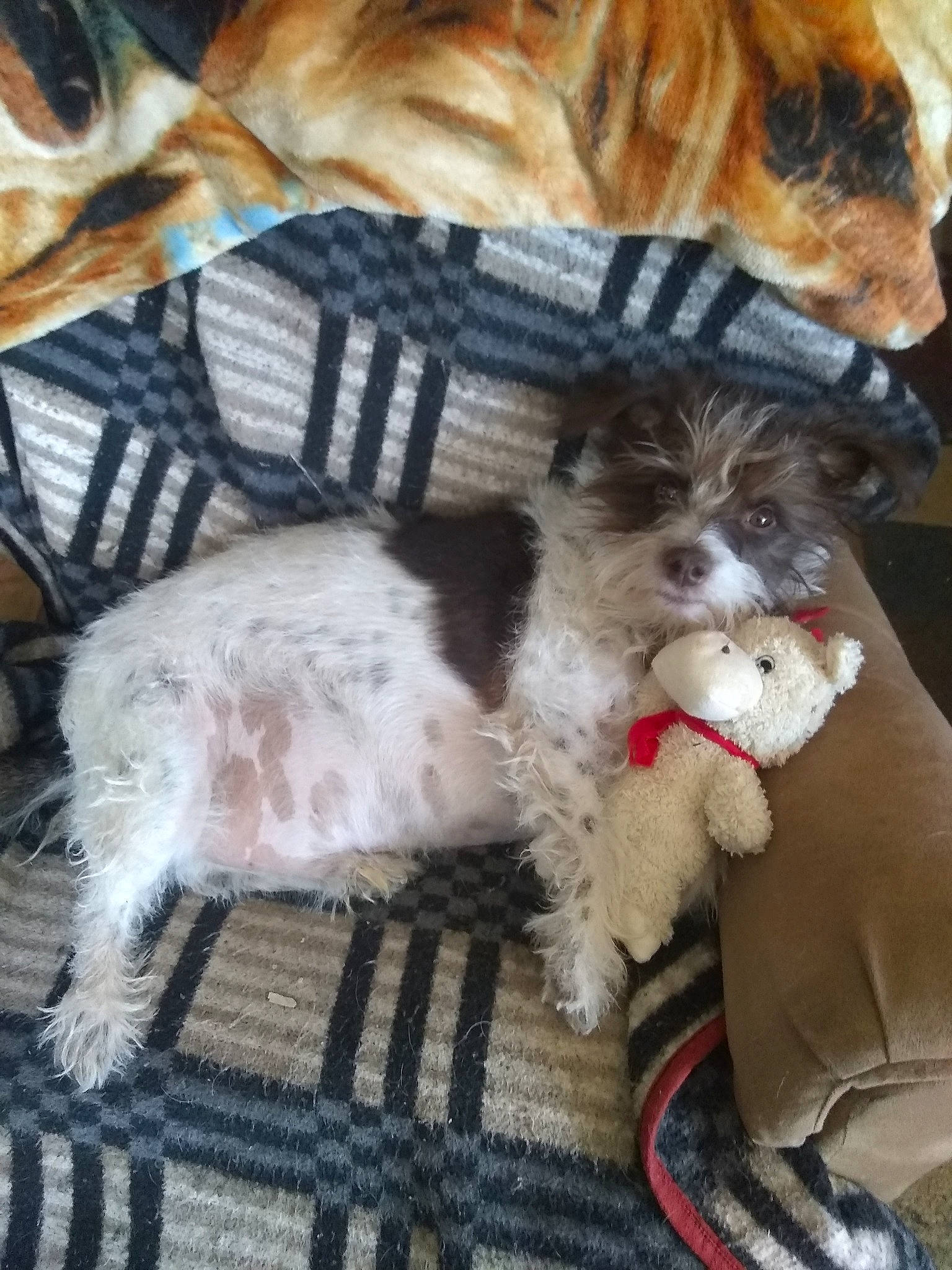 Ranger joined the competition — help win amazing prizes! canidae, carnivore, companion_dog, dog, dog_breed, dog_collar, fawn, felidae, fur, liver, mammal, paw, snout, sporting_group, terrier, toy, toy_dog, vertebrate, whiskers, working_animal