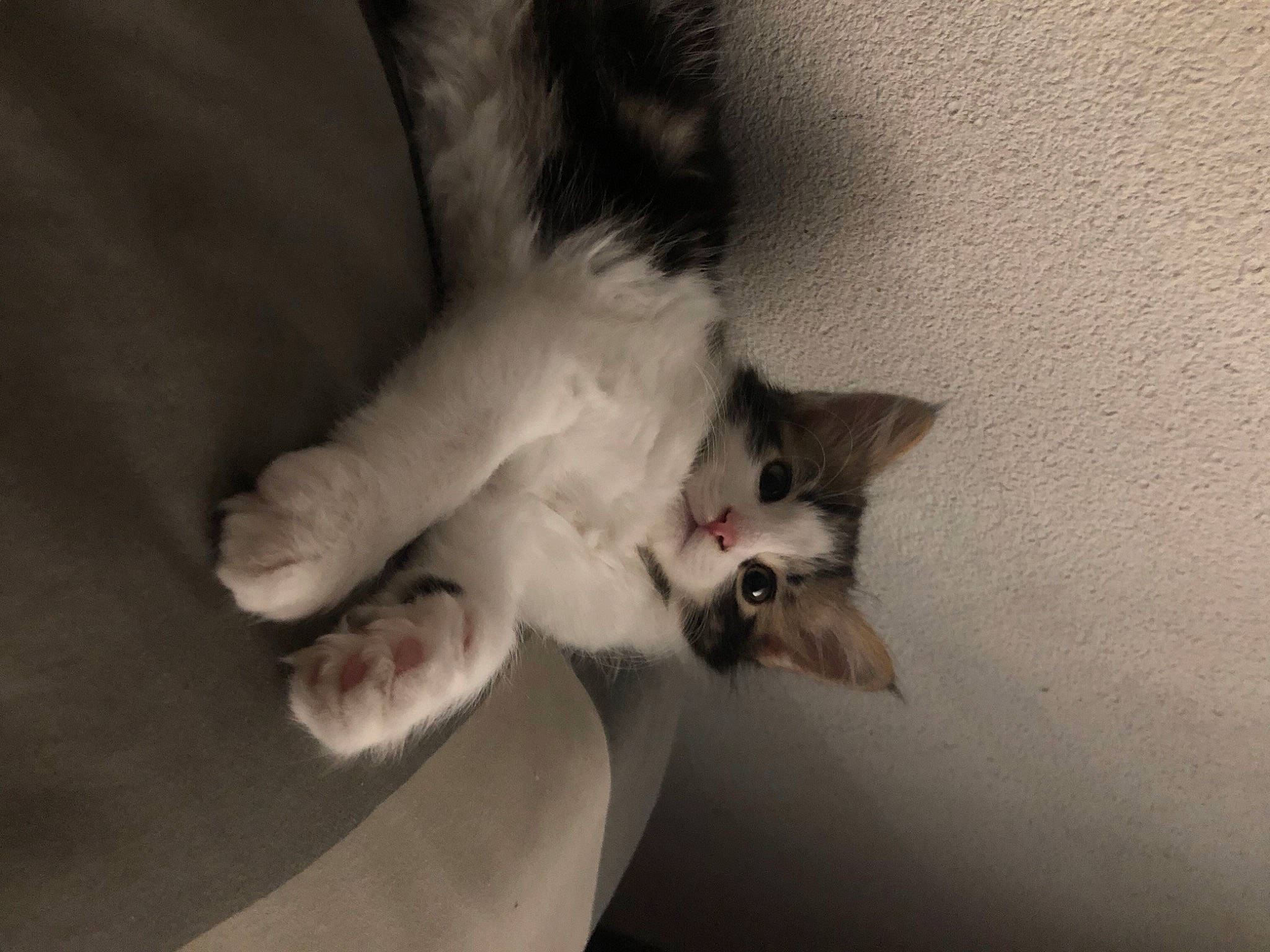 Grizou a rejoint le concours — aidez-le/la à gagner de superbes lots ! aegean_cat, american_wirehair, carnivore, cat, claw, domestic_short_haired_cat, ear, european_shorthair, felidae, hand, kitten, leg, norwegian_forest_cat, nose, paw, polydactyl_cat, skin, small_to_medium_sized_cats, tail, whiskers