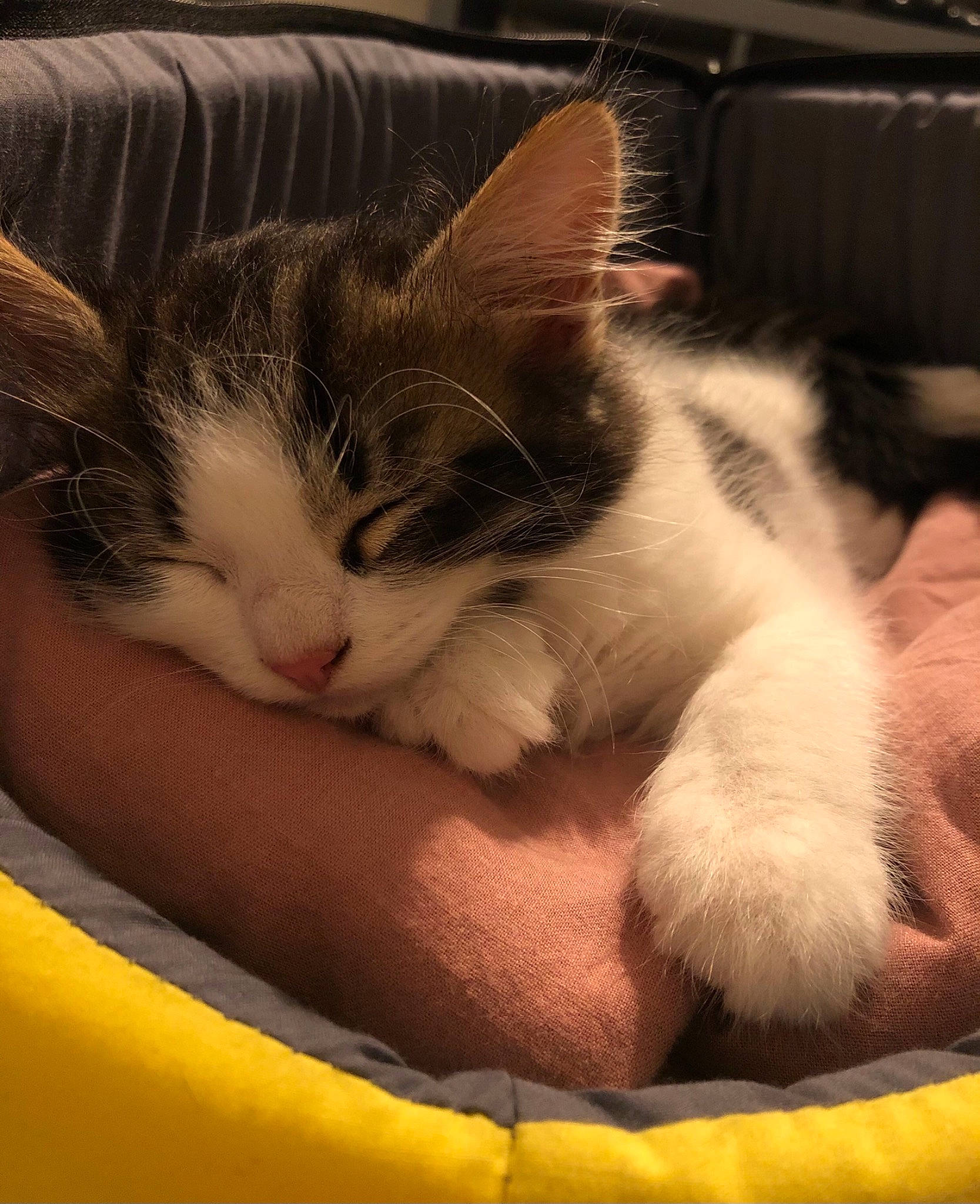 Grizou a rejoint le concours — aidez-le/la à gagner de superbes lots ! aegean_cat, american_wirehair, carnivore, cat, domestic_short_haired_cat, ear, felidae, fur, kitten, mammal, nap, polydactyl_cat, small_to_medium_sized_cats, snout, whiskers