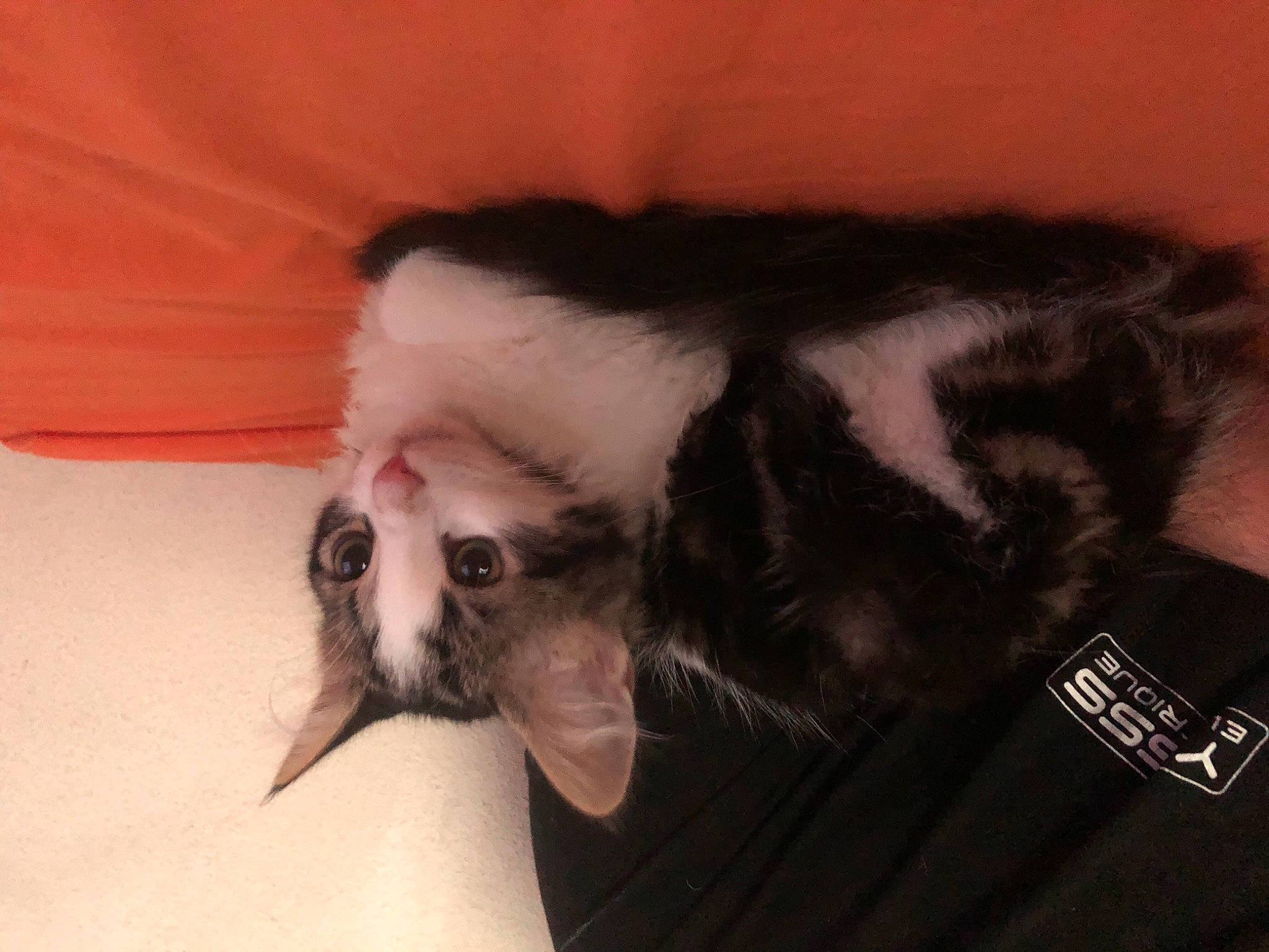 Grizou participe au concours pour gagner de l'argent avec cette photo : canidae, carnivore, cat, companion_dog, dog_breed, ear, fur, puppy, shih_tzu