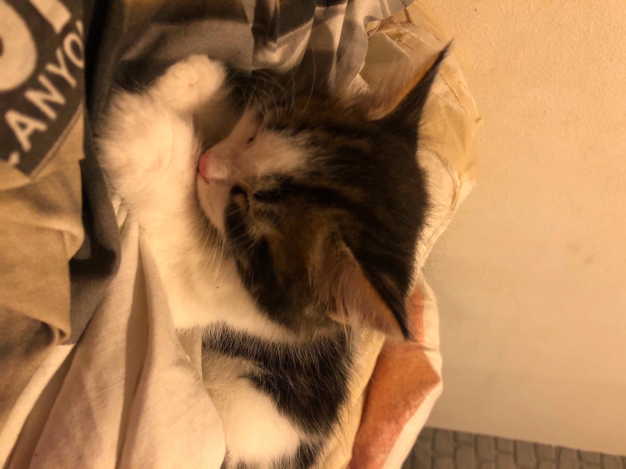 Grizou a rejoint le concours — aidez-le/la à gagner de superbes lots ! asian, carnivore, cat, domestic_short_haired_cat, ear, european_shorthair, eye, felidae, fur, gesture, hand, kitten, leg, maine_coon, norwegian_forest_cat, paw, polydactyl_cat, small_to_medium_sized_cats, tail, whiskers