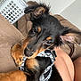 Reese joined the competition — help win amazing prizes! puppy, dog, black_and_brown, harness, couch, indoor, close_up, pet, cute, lying_down, fur, ears, whiskers, snout, paw, relaxed, home, laundry_basket, human_leg, curious