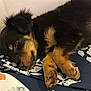 Reese joined the competition — help win amazing prizes! puppy, sleeping, dog, black_and_tan, fur, paw, blanket, pattern, closeup, cute, resting, pet, animal, cozy, indoors, relaxed, napping, fur_texture, snout, whiskers