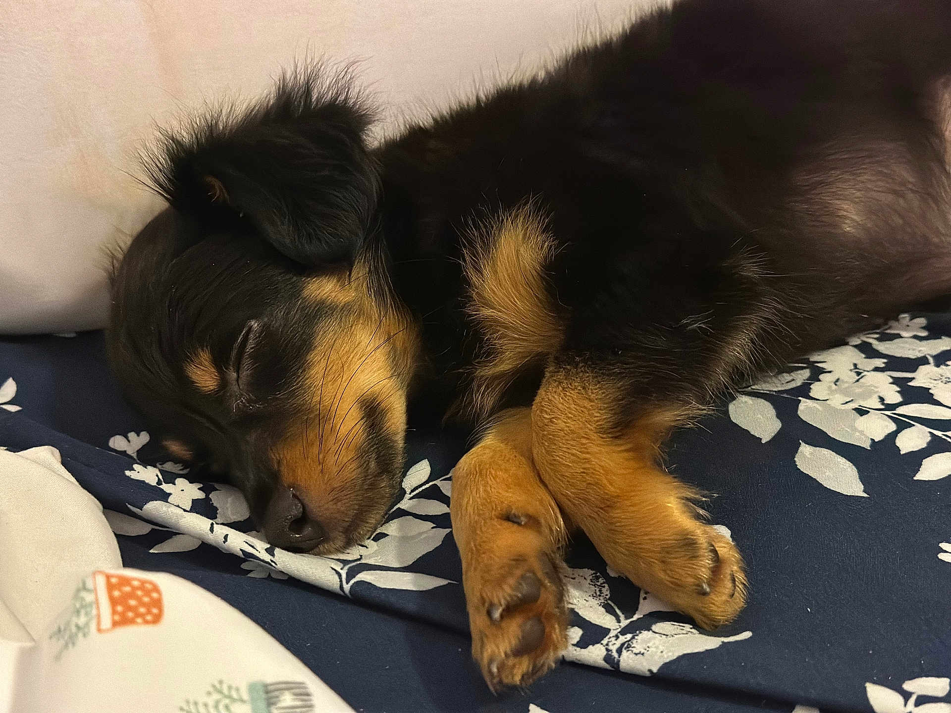 Reese joined the competition — help win amazing prizes! puppy, sleeping, dog, black_and_tan, fur, paw, blanket, pattern, closeup, cute, resting, pet, animal, cozy, indoors, relaxed, napping, fur_texture, snout, whiskers